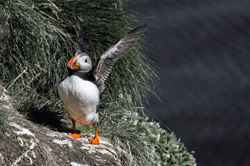 Puffin flapping wings