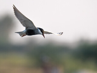 Whiskered Tern Chlidonias hybrida flying flight over Indus River wetlands Sunset Pakistan gray...