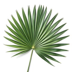 Iconic Sabal palmetto 'Cabbage Palm Leaf' with Large, Fan-Shaped Green Fronds – Classic Southern Foliage for Coastal Landscapes, Garden Design, and Vibrant Botanical Photography © Muhammad Imran