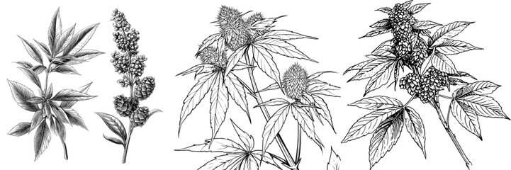 Modern sketchwork depicts a hemp plant with cones, a cannabis branch with leaves, and a marijuana twig in a contemporary artistic style