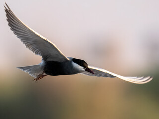 Whiskered Tern Chlidonias hybrida flying flight over Indus River wetlands Sunset Pakistan gray...