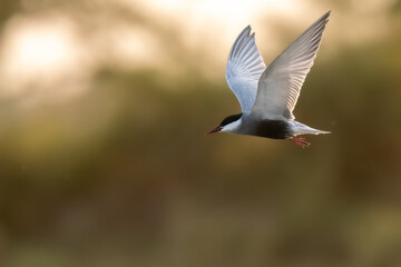 Whiskered Tern Chlidonias hybrida flying flight over Indus River wetlands Sunset Pakistan gray white seabird waterbird forked tail diving for fish summer breeder migration