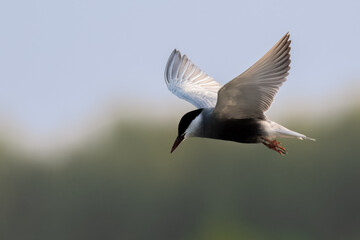 Whiskered Tern Chlidonias hybrida flying flight over Indus River wetlands Sunset Pakistan gray...
