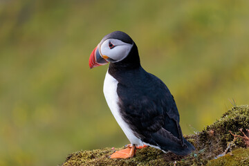 Puffin with bright beak