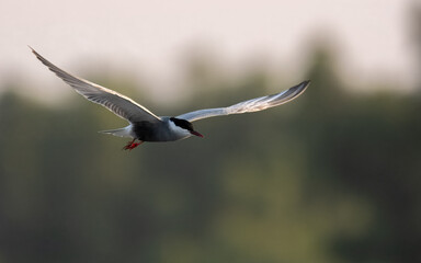 Whiskered Tern Chlidonias hybrida flying flight over Indus River wetlands Sunset Pakistan gray white seabird waterbird forked tail diving for fish summer breeder migration