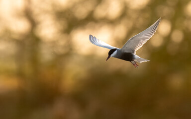 Whiskered Tern Chlidonias hybrida flying flight over Indus River wetlands Sunset Pakistan gray white seabird waterbird forked tail diving for fish summer breeder migration