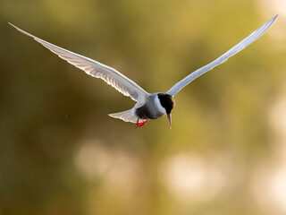 Whiskered Tern Chlidonias hybrida flying flight over Indus River wetlands Sunset Pakistan gray white seabird waterbird forked tail diving for fish summer breeder migration