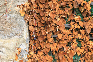 dried ivy on the wall of a stone house. Natural background.