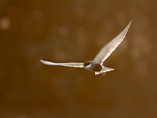 Whiskered Tern Chlidonias hybrida flying flight over Indus River wetlands Sunset Pakistan gray...