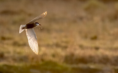 Whiskered Tern Chlidonias hybrida flying flight over Indus River wetlands Sunset Pakistan gray white seabird waterbird forked tail diving for fish summer breeder migration
