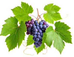 Fototapeta premium Cayratia Wild Vine with Small Berries and Three Leaves, isolated on transparent background.
