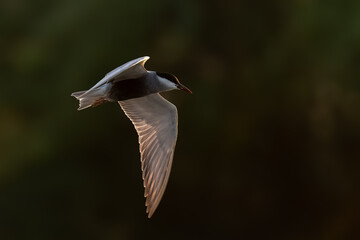 Whiskered Tern Chlidonias hybrida flying flight over Indus River wetlands Sunset Pakistan gray white seabird waterbird forked tail diving for fish summer breeder migration