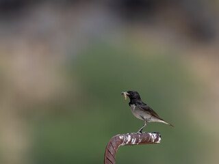Variable Wheatear Oenanthe picata Koh e Sulaiman Sulaiman Mountains breeding striking black-white...