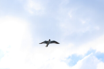 Obraz premium seagull in the sky