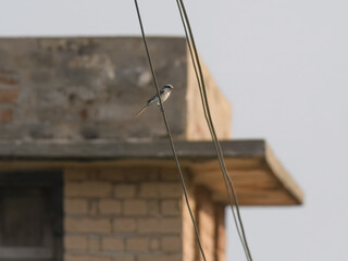 Bay-backed Shrike Lanius vittatus juvenile non breeding fledgling on electricity wire in old...