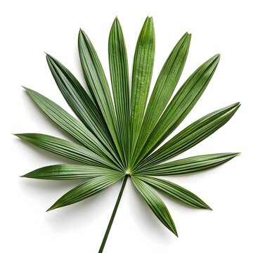 Elegant Rhapis excelsa 'Lady Palm Leaf' with Distinctive Fan-Shaped Green Fronds &ndash; Refined Tropical Foliage for Indoor Decor, Shaded Gardens, and Sophisticated Botanical Photography