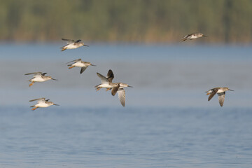 Terek sandpiper Xenus cinereus flight flying fly migration indus river weirdly proportioned wader shorebird large upcurved bill, white tailing edge to wings migratory, usually to coastal areas 