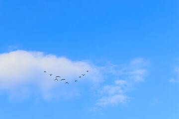 Fototapeta premium A flock of flying migratory birds against the blue sky with clouds aa shape as V