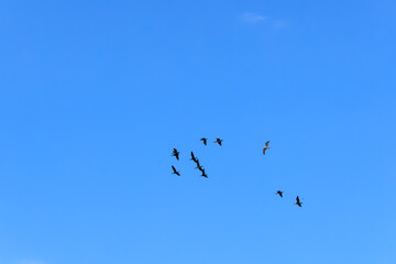 flock of migratory birds, geese, cormorants flying in the blue sky, nature series