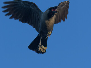 A clever House Crow (Corvus splendens) in Pakistan seen tossing or dropping a rock from its feet — perhaps by accident, perhaps not. Known for high intelligence and curious behavior in urban settings