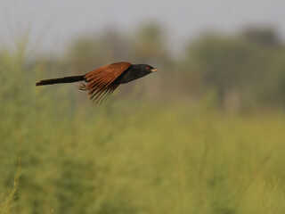 Greater Coucal Centropus sinensis flight flying fly in  Pakistan found throughout the plains. Its...