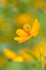 キバナコスモス