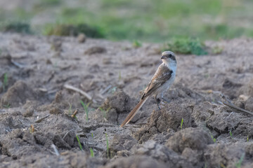 Bay-backed Shrike Lanius vittatus juvenile fledgling

Colorful shrike, perches on exposed branches, hunting insects. Shrikes are called “Butcher Birds” for their habits of hanging their prey on thorns