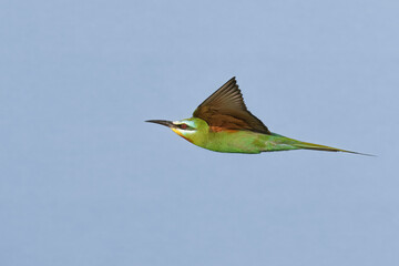 Blue-cheeked Bee-eater (Merops persicus).
Summer visitor to Pakistan colorful migratory bird insect...