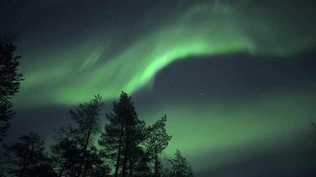 Bright auroras above treetops, real-time video