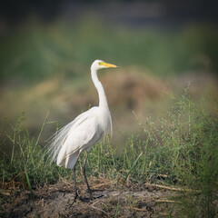 Intermediate Egret Medium Egret Ardea intermedia fishing farm wetlands swamps Indus River Pakistan white heron yellow bill black legs Wetlands marshes Feeds on fish insects amphibians wading wader