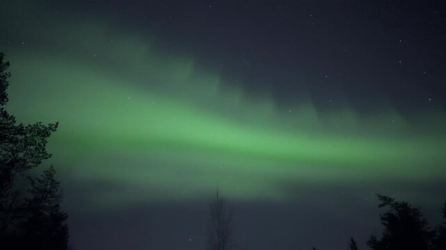 Auroras above treetops, real-time video
