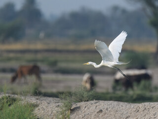 Intermediate Egret Medium Egret Ardea intermedia fishing farm wetlands swamps Indus River Pakistan...