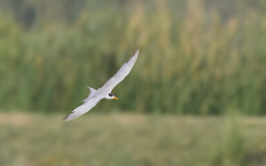 Black-bellied Tern Sterna acuticauda 

Endangered on IUCN Red List of Threatened Birds.Small, elegant,black belly,white body, orange bill.Rivers,wetlands.Eats fish,insects in flight,agile dives