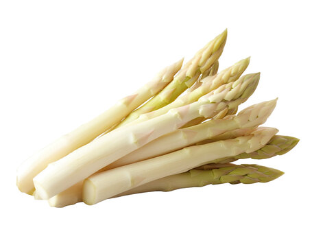 Fresh white asparagus bunch