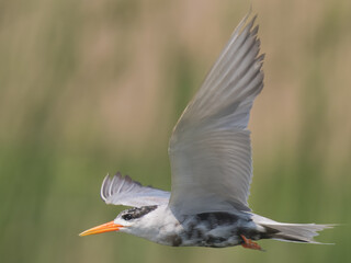Black-bellied Tern Sterna acuticauda 

Endangered on IUCN Red List of Threatened Birds.Small, elegant,black belly,white body, orange bill.Rivers,wetlands.Eats fish,insects in flight,agile dives