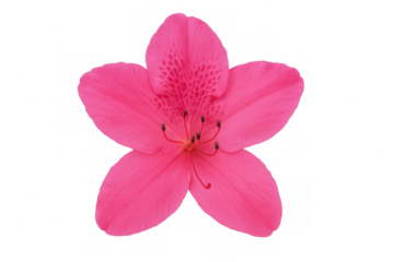 Close-up of a single, vibrant pink azalea flower showcasing its delicate petals and stamens, isolated on a transparent background