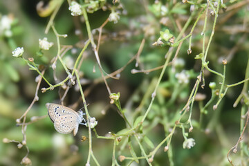 A small butterfly rests on a leaf in a sunny field in Pakistan. Delicate wings, vibrant color, and quick flight make it a charming part of the region’s rural biodiversity and natural beauty