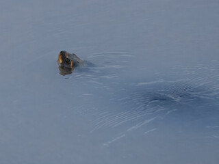 Brahminy River Turtle Crowned River Turtle Hardella thurjii Endangered IUCN Red List Threatened Species Indus River Pakistan freshwater turtle habitat loss poaching illegal trade South Asia wetland