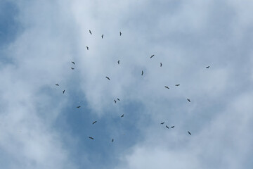 A soaring flock of migrating raptors circles high in the sky over Pakistan Indus Flyway, riding thermal currents. These powerful birds use rising warm air to conserve energy on long-distance journeys