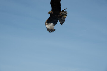 Obraz premium vogel himmel flug adler