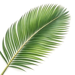 Obraz premium Tropical Cocos nucifera 'Coconut Palm Leaf' with Long, Arching Green Fronds – Iconic Foliage for Beach Decor, Exotic Landscapes, and Lush Botanical Photography
