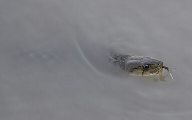 Checkered Keelback Fowlea piscator Asian water snake non venomous Indus River Pakistan swimming basking rivers ponds wetlands aggressive active predator found hunting small fish fishing farm