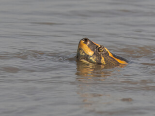 Brahminy River Turtle Crowned River Turtle Hardella thurjii Endangered IUCN Red List Threatened Species Indus River Pakistan freshwater turtle habitat loss poaching illegal trade South Asia wetland
