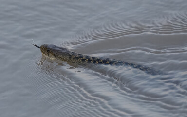 Checkered Keelback Fowlea piscator Asian water snake non venomous Indus River Pakistan swimming basking rivers ponds wetlands aggressive active predator found hunting small fish fishing farm