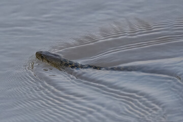 Checkered Keelback Fowlea piscator Asian water snake non venomous Indus River Pakistan swimming basking rivers ponds wetlands aggressive active predator found hunting small fish fishing farm