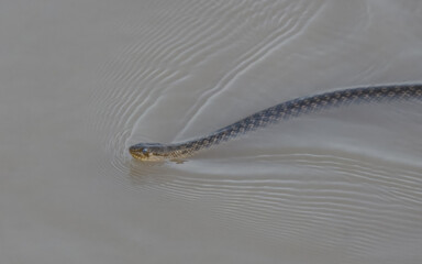 Checkered Keelback Fowlea piscator Asian water snake non venomous Indus River Pakistan swimming basking rivers ponds wetlands aggressive active predator found hunting small fish fishing farm