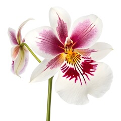 Naklejka premium Charming Miltonia 'Pansy Orchid' in Full Bloom – Vibrant Pink and White Petals with Distinctive Pansy-Like Markings, Perfect for Colorful Floral Arrangements, Botanical Decor, and Orchid Collections