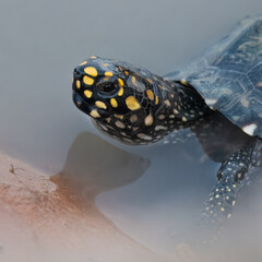 Black Pond Turtle Geoclemys hamiltonii Endangered IUCN Red List Threatened Species Indus River Pakistan freshwater turtle habitat loss poaching illegal trade South Asia reptile wetland
