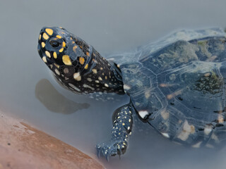 Black Pond Turtle Geoclemys hamiltonii Endangered IUCN Red List Threatened Species Indus River Pakistan freshwater turtle habitat loss poaching illegal trade South Asia reptile wetland