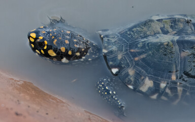 Black Pond Turtle Geoclemys hamiltonii Endangered IUCN Red List Threatened Species Indus River...